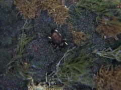 Grouvellinus marginatus