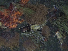 Grouvellinus marginatus