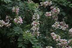 Indigofera jucunda