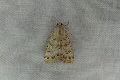 Amyna spilonota