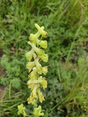 Aconitum barbatum puberulum