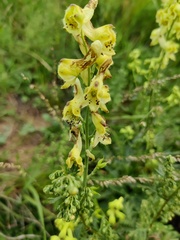 Aconitum barbatum puberulum