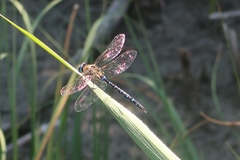 Aeshna mixta