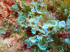 Stypopodium schimperi