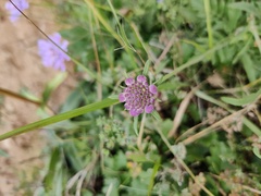 Scabiosa comosa