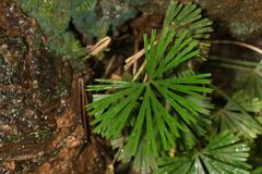 Actiniopteris radiata