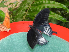 Papilio memnon
