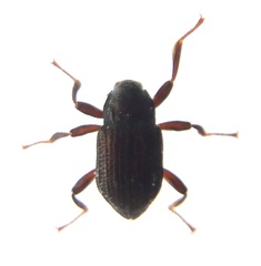 Grouvellinus