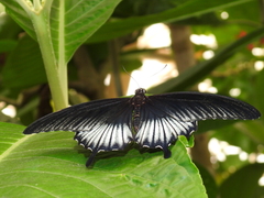 Papilio memnon