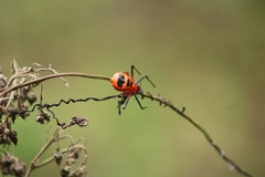 Platythomisus sudeepi