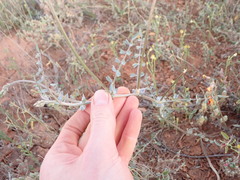 Swainsona stipularis