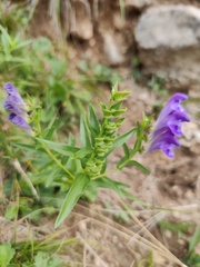 Scutellaria baicalensis