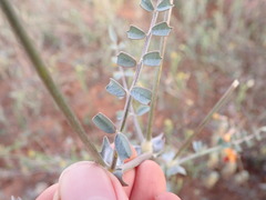 Swainsona stipularis