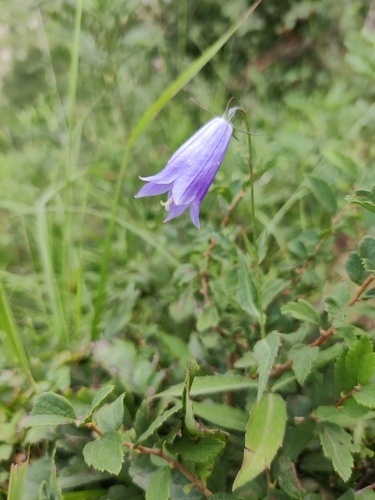 Adenophora elata