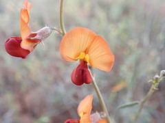 Swainsona stipularis