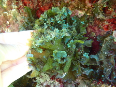 Stypopodium schimperi