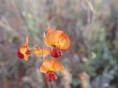 Swainsona stipularis