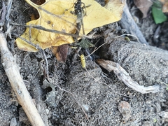 Psyllobora vigintiduopunctata