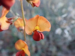 Swainsona stipularis