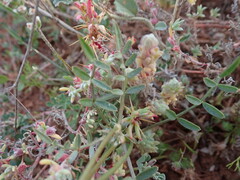 Swainsona stipularis