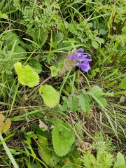 Dracocephalum rupestre