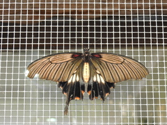 Papilio memnon