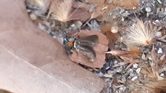 Cauchas rufifrontella