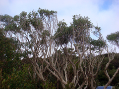 Olearia telmatica