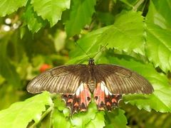 Papilio polytes