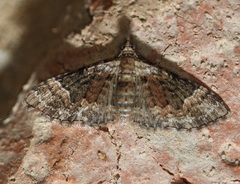 Mnesiloba eupitheciata