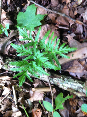 Sceptridium dissectum dissectum