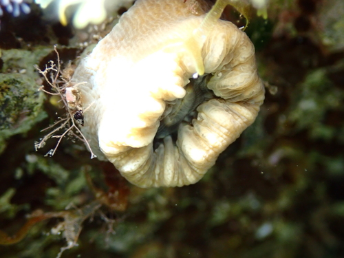 Pig-tooth Coral, Attica, Attica, GR, photo 10 of 10