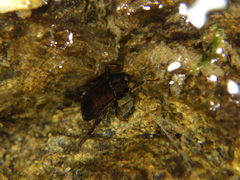 Grouvellinus