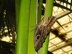 Caligo telamonius memnon