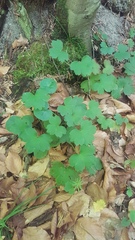 Hepatica transsilvanica