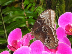 Morpho helenor peleides