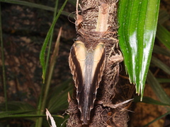 Caligo telamonius memnon