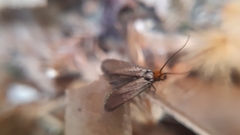 Cauchas rufifrontella