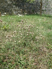 Erigeron acris serotinus