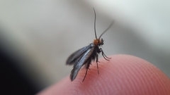 Cauchas rufifrontella