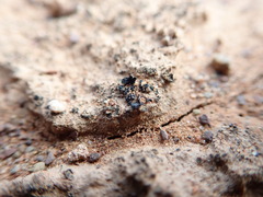 Enchylium coccophorum