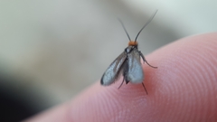 Cauchas rufifrontella