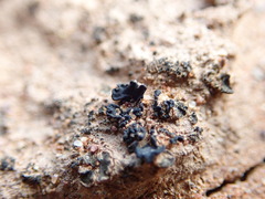 Enchylium coccophorum