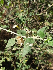 None (Otostegia)