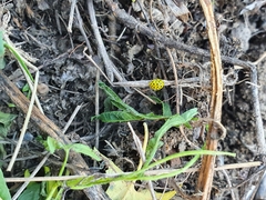 Psyllobora vigintiduopunctata