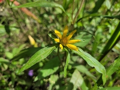Bidens hyperborea