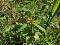 Bidens hyperborea