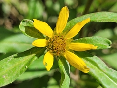 Bidens hyperborea