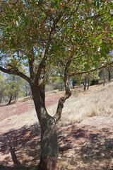 Acer monspessulanum
