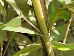Bidens hyperborea